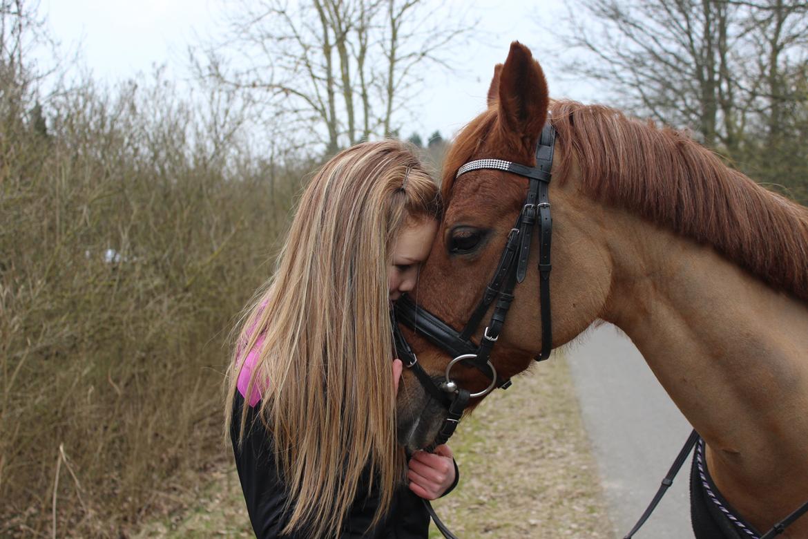 Tysk Sportspony Aladin *Den Bedste* - Vores sidste dage er talte, snart skal du vidre til en anden, som vil holde ligeså meget af dig, som jeg gør. Du skal bare huske at du altid vil være nr 1<3 billede 27