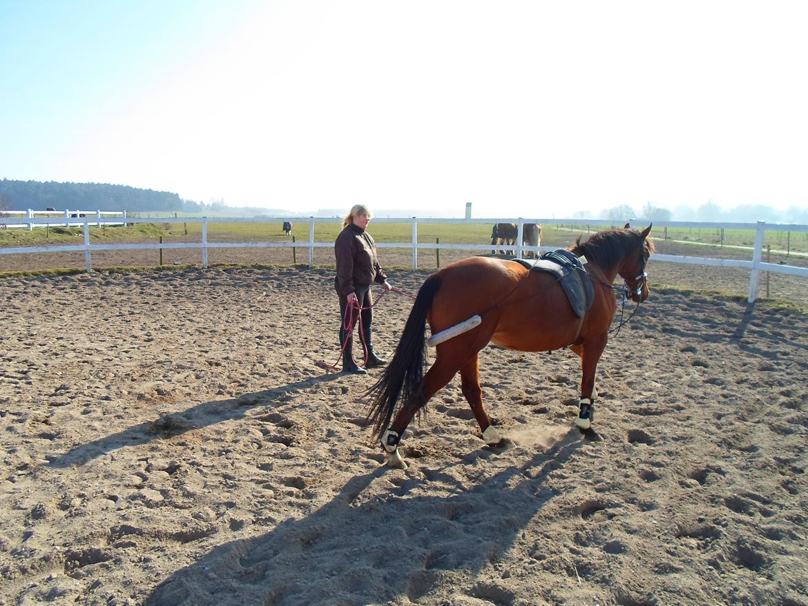 Fuldblod (XX) Lady Dominique<3<3<3<3 Solgt billede 10