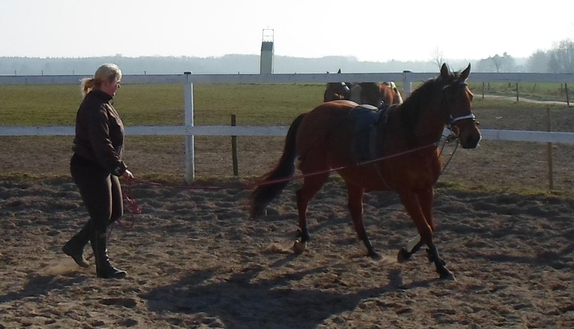 Fuldblod (XX) Lady Dominique<3<3<3<3 Solgt billede 5