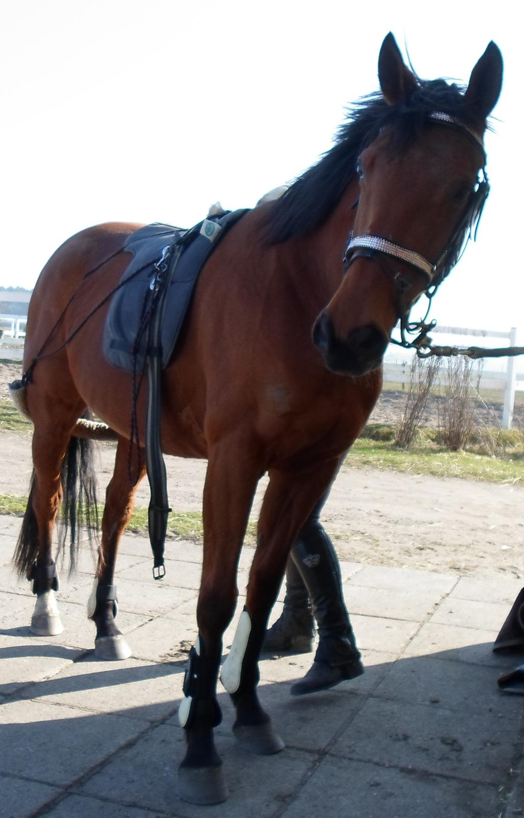 Fuldblod (XX) Lady Dominique<3<3<3<3 Solgt billede 12