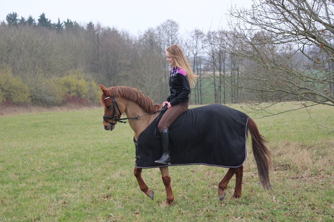 Tysk Sportspony Aladin *Den Bedste* - Elsk lige på verdens smukkeste pony <3 billede 26