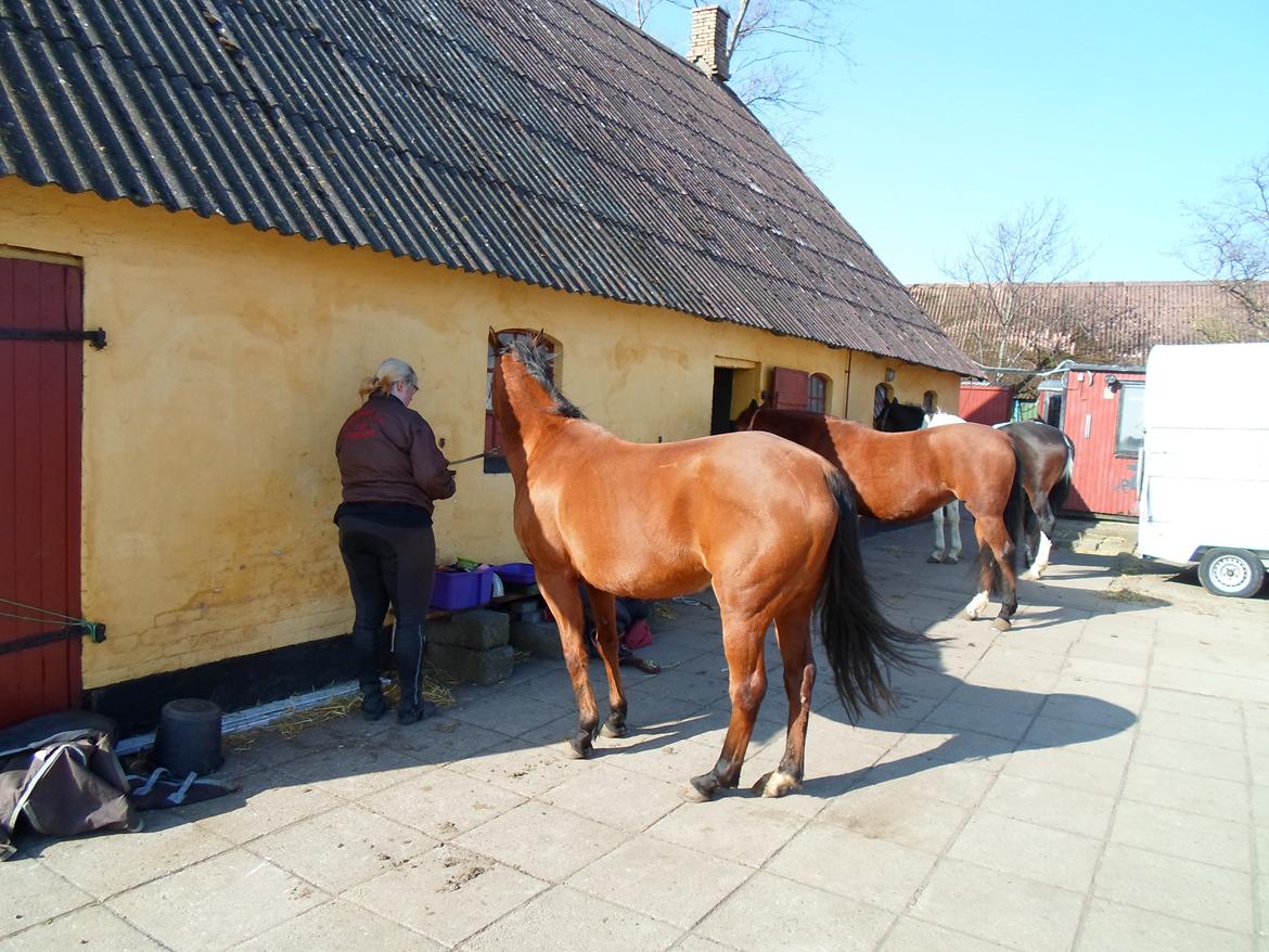 Fuldblod (XX) Lady Dominique<3<3<3<3 Solgt billede 8