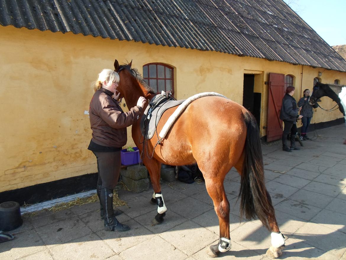 Fuldblod (XX) Lady Dominique<3<3<3<3 Solgt billede 9