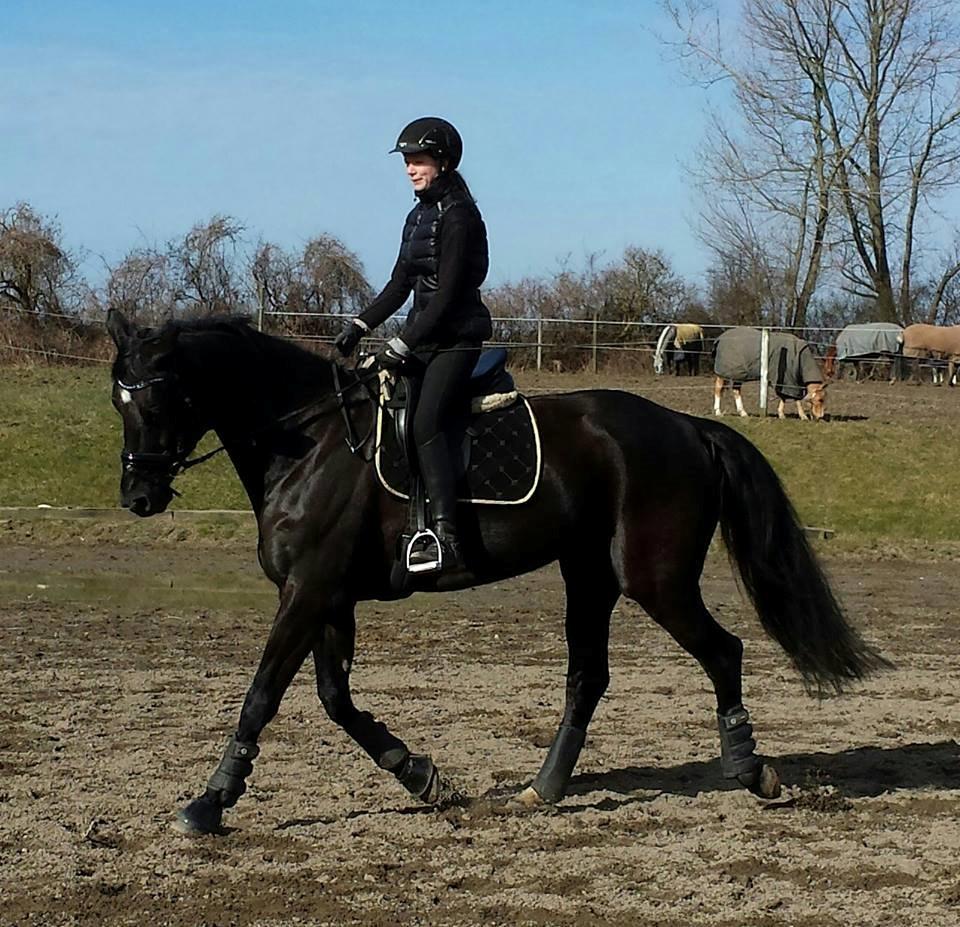 Dansk Varmblod Reve D'Amour F - efter 2 måneder.. billede 18