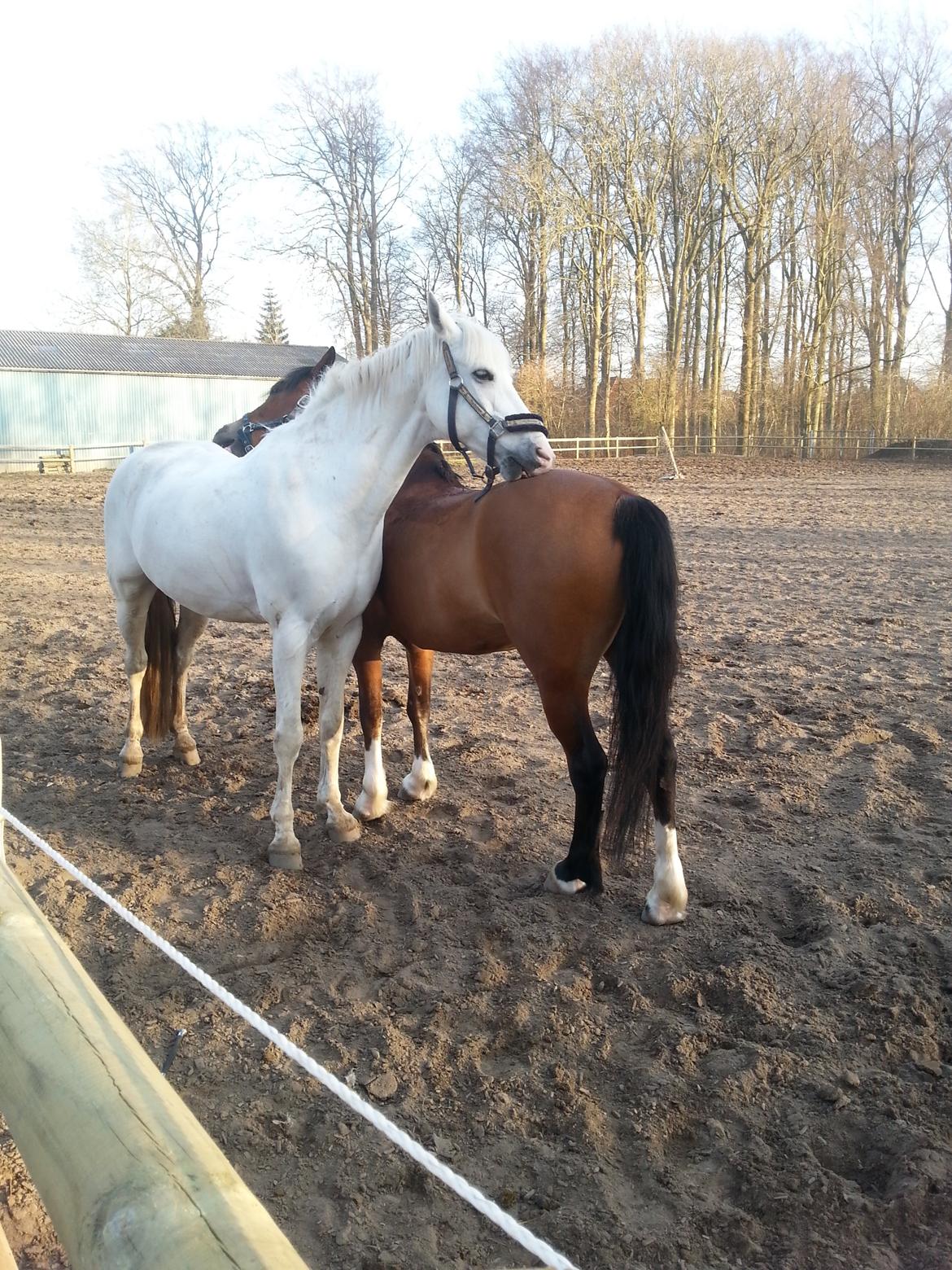 Anden særlig race Milky Way billede 11