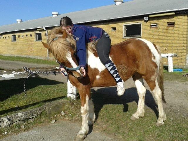 Anden særlig race Hidalgo *Drengerøven* - "en hest er ligeglad med, hvor meget du kan, før du viser den, hvor meget du holder af den" billede 1