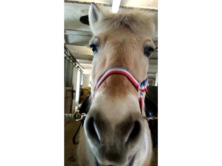 {{currentPhoto.altText}} billede {{currentPhoto.number}}