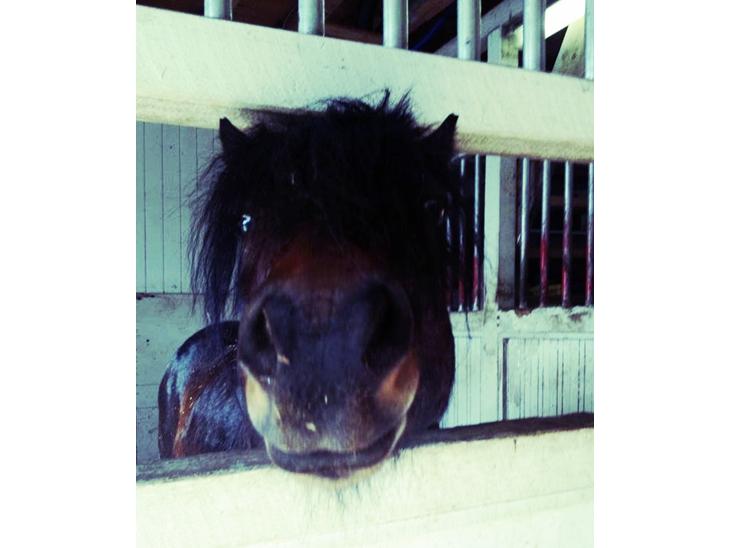 {{currentPhoto.altText}} billede {{currentPhoto.number}}