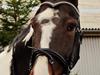 Pinto Enggaardens Jewel [Tidl. hest]
