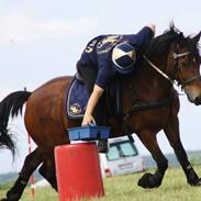 Welsh Cob (sec D) Adelheides Charming Boy