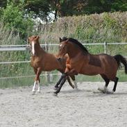 Anden særlig race ARAGON