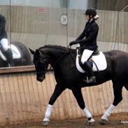 Oldenborg Horsebjergs Galanto