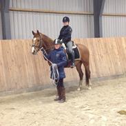 Dansk Varmblod Borregaards Hamza