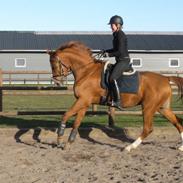 Dansk Varmblod Borregaards Hamza