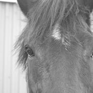 Anden særlig race Atlantic atlas (solgt) 