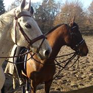 Dansk Varmblod Barbette