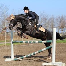 Dansk Varmblod Tranholms Santiago