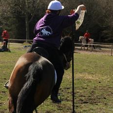 Welsh Cob (sec D) Adelheides Charming Boy
