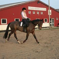 Dansk Varmblod Arianna