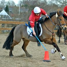 Anden særlig race Kiss Kiss Bang Bang DK (Tidl. hest)