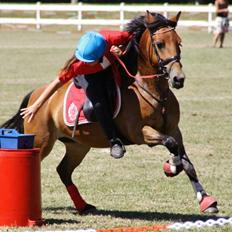 Anden særlig race Kiss Kiss Bang Bang DK (Tidl. hest)