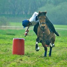 Anden særlig race Kiss Kiss Bang Bang DK (Tidl. hest)