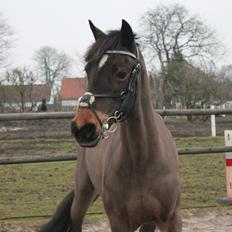 Irsk Sportspony Bessbrook Clover *A-pony*