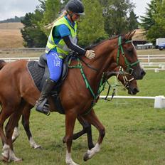 Arabisk fuldblod (OX) Aspen Hills Karma