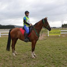 Arabisk fuldblod (OX) Aspen Hills Karma