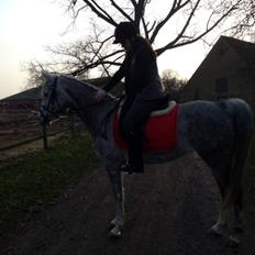 Arabisk fuldblod (OX) Cassie OX