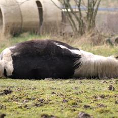 Welsh Cob (sec D) / Pinto - Skovbjerggårds Lucky Girl (SOLGT)