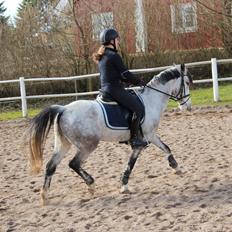 Anden særlig race Armani - B-pony