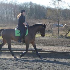 Dansk Varmblod ZA-Midi