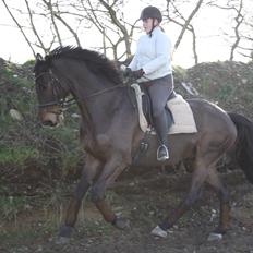 Dansk Varmblod Risvangs Ducati