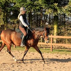 Tysk Sportspony Dorina