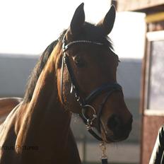 Dansk Varmblod Nico Décir