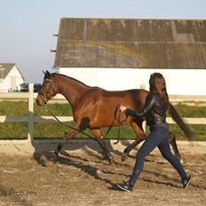 Dansk Varmblod Nico Décir