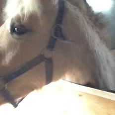 Fjordhest Lotte<3 