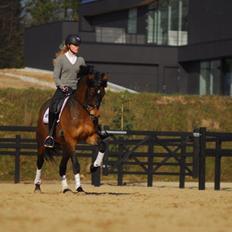 Welsh Cob (sec D) fronerthig revolution A-pony