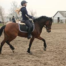 DSP Røgild's Cabatini Z