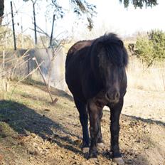 Anden særlig race Oliver