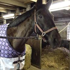 Anden særlig race Willow