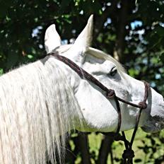 Lipizzaner Fredensberg´s Venus ( ECHA 8,3 )