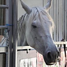 Lipizzaner Fredensberg´s Venus ( ECHA 8,3 )