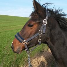 Hannoveraner Bielfire Choice (solgt)  