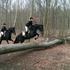 Oldenborg Kirsebærgaardens Cayenne