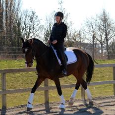 Dansk Varmblod Frydenssangs Altesse