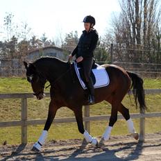 Dansk Varmblod Frydenssangs Altesse