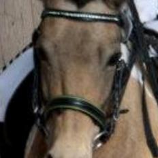 Anden særlig race Bonni