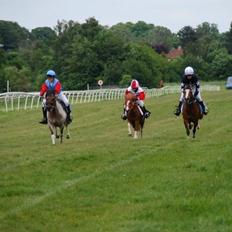 Anden særlig race Don Amigo SOLGT